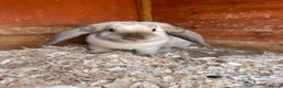 Mixed Breed rabbits for sale: Baby Rabbits  - Advert 4