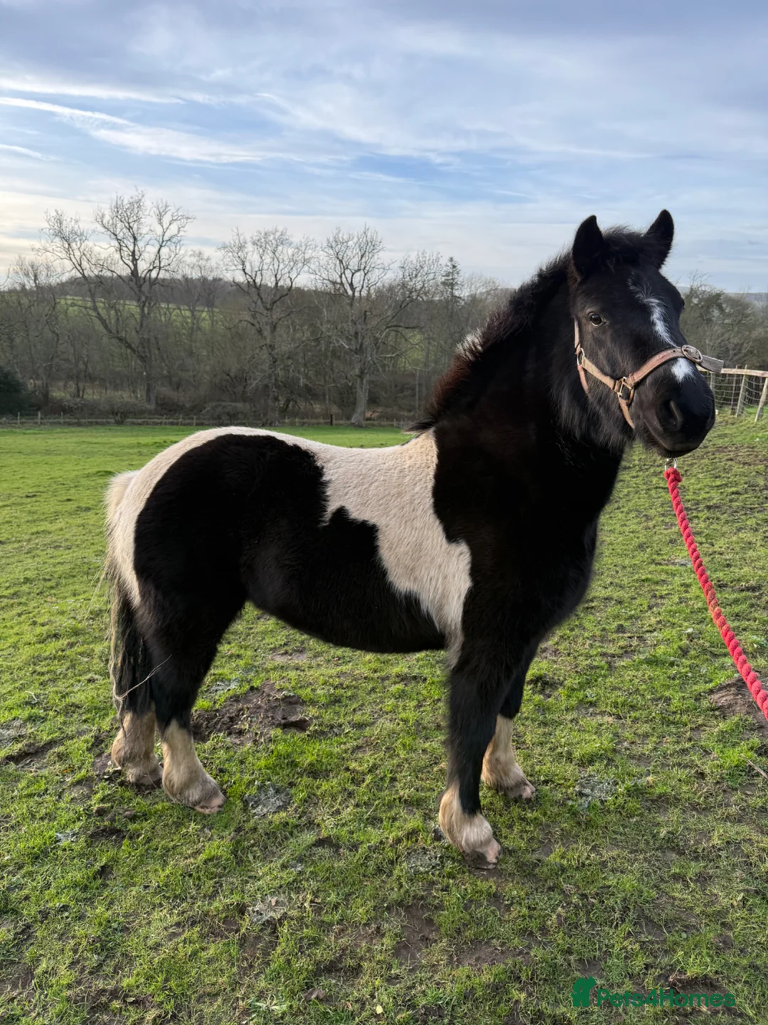 Dartmoor horses for sale: Bramble 3yrs 12.1 piebald unbroken pony - Advert 4