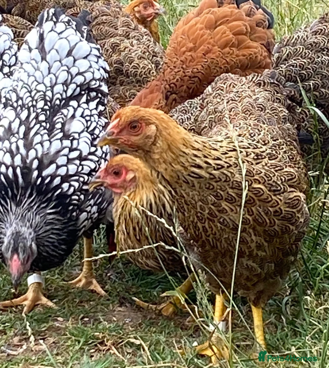 Chickens poultry for sale: Wyandotte POL - Advert 11