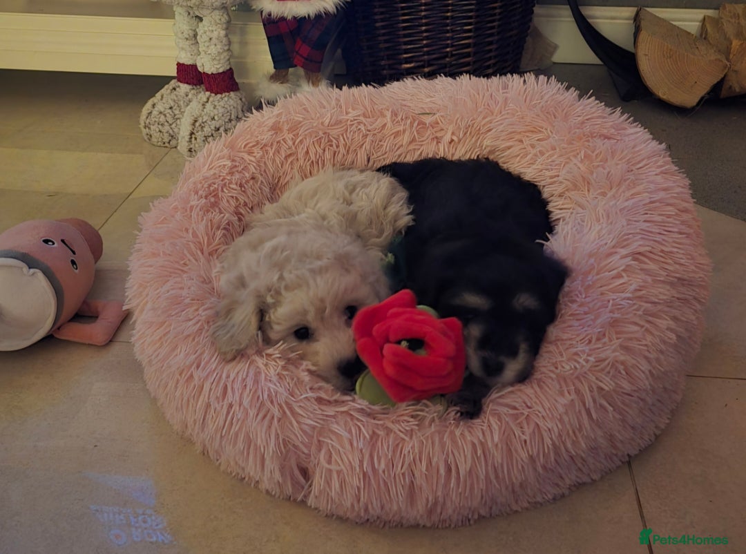 Cockapoo dogs for sale: Gorgeous cockerpoo puppies - Advert 1