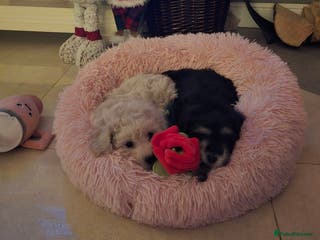 Cockapoo dogs Gorgeous cockerpoo puppies - Advert 16