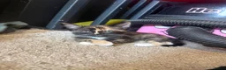Mixed Breed cats for sale: 4 kittens  in Bristol - Advert 4