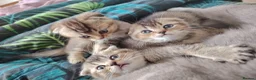 British Shorthair cats for sale: Beautiful British shorthair kittens  - Advert 5