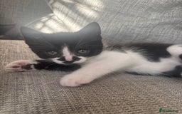 Mixed Breed cats for sale: READYNOW 2 boy kittens looking for for a hom - Image 2