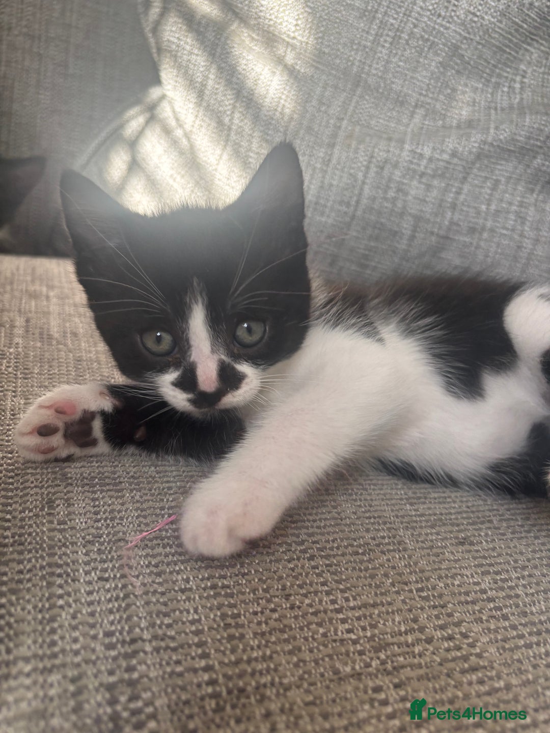 Mixed Breed cats for sale: READYNOW 2 boy kittens looking for for a hom - Image 2