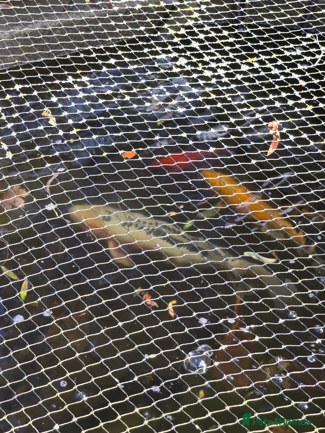Koi Carp fish for sale: koi carp x4 - Advert 5