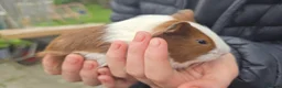 Guinea Pig rodents for sale: Female guinea pigs - Advert 6