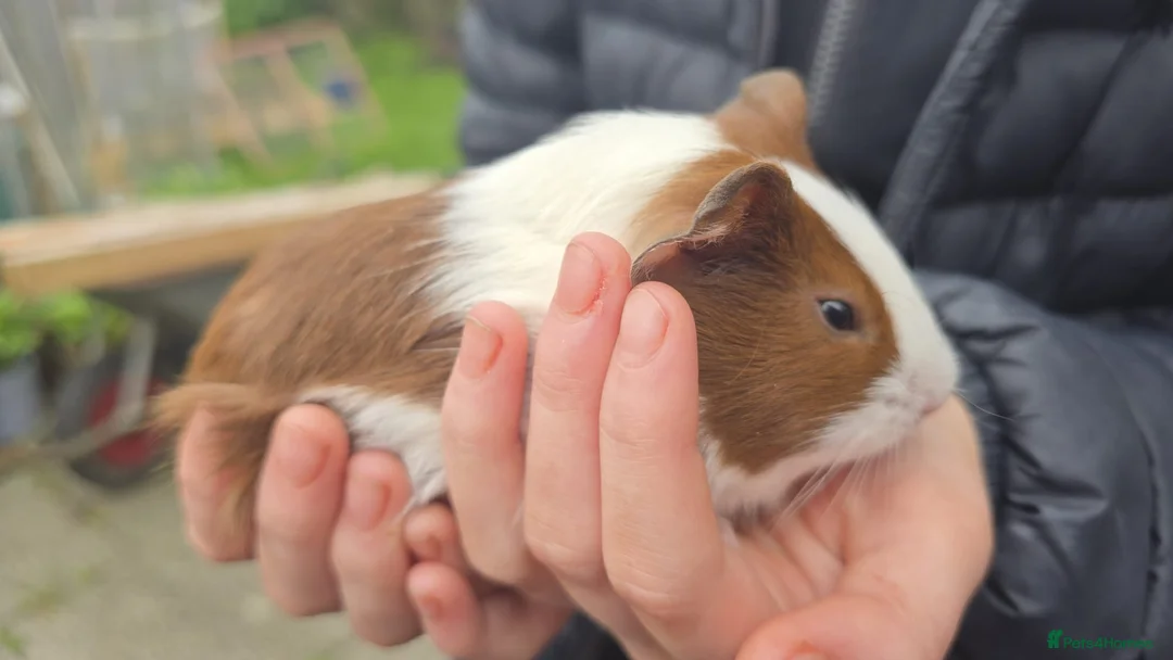 Guinea Pig rodents for sale: Female guinea pigs - Advert 6