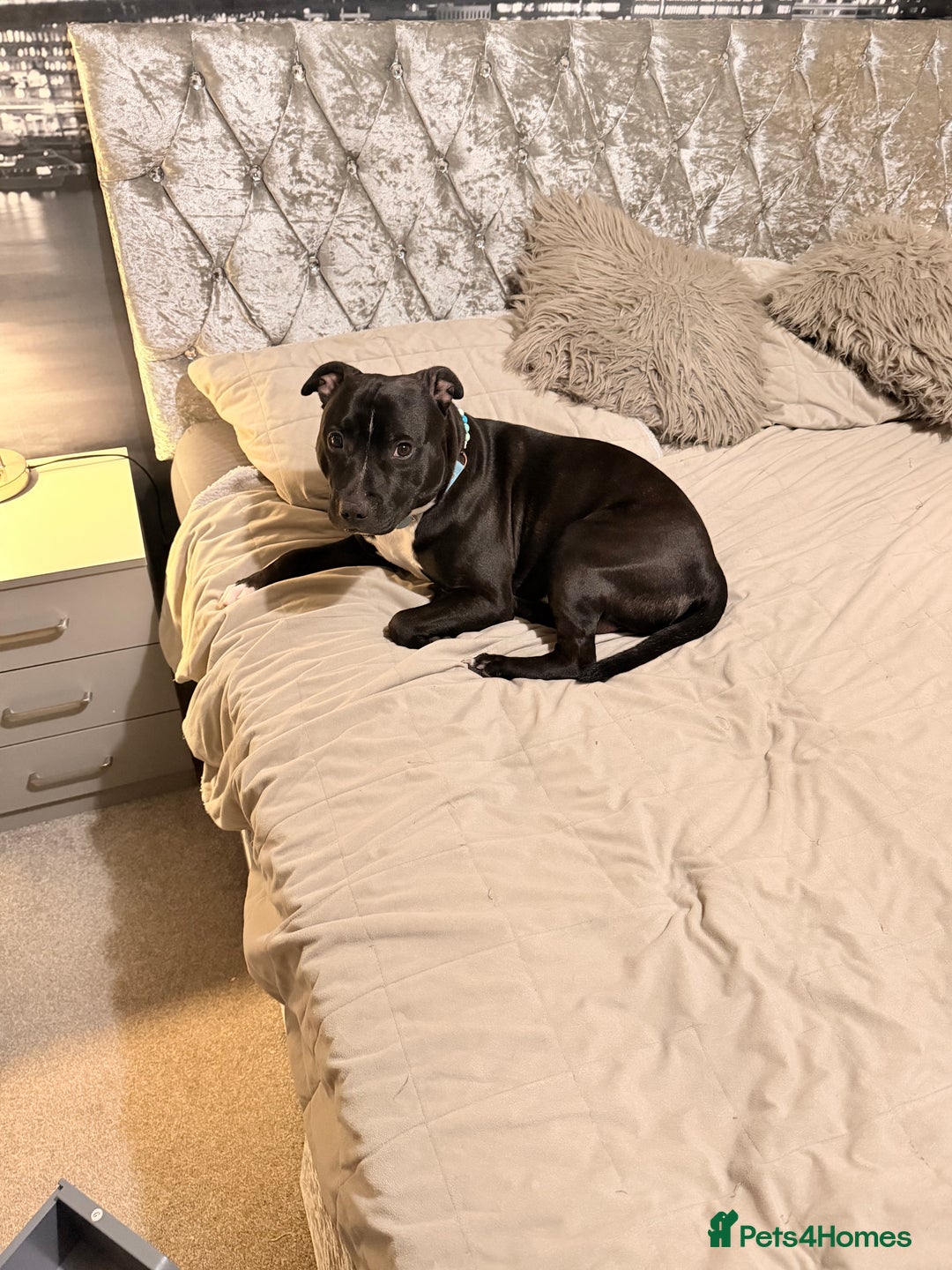 Staffordshire Bull Terrier dogs for stud: Meeting Bagheera  - Advert 9