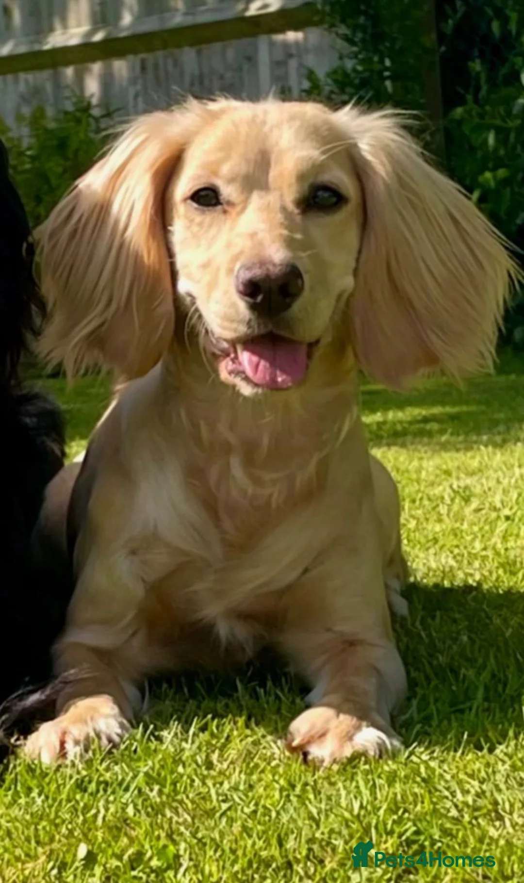 Cockapoo dogs for sale: Red F1 Cockapoo  in Tonbridge - Advert 1