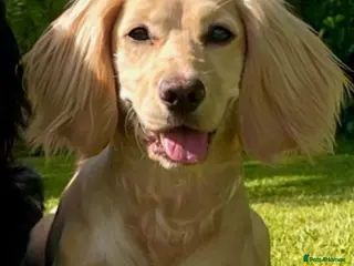 Cockapoo dogs Red F1 Cockapoo - Advert 1