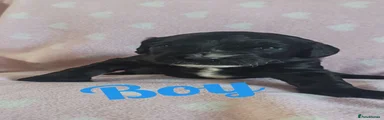 Cockapoo 6