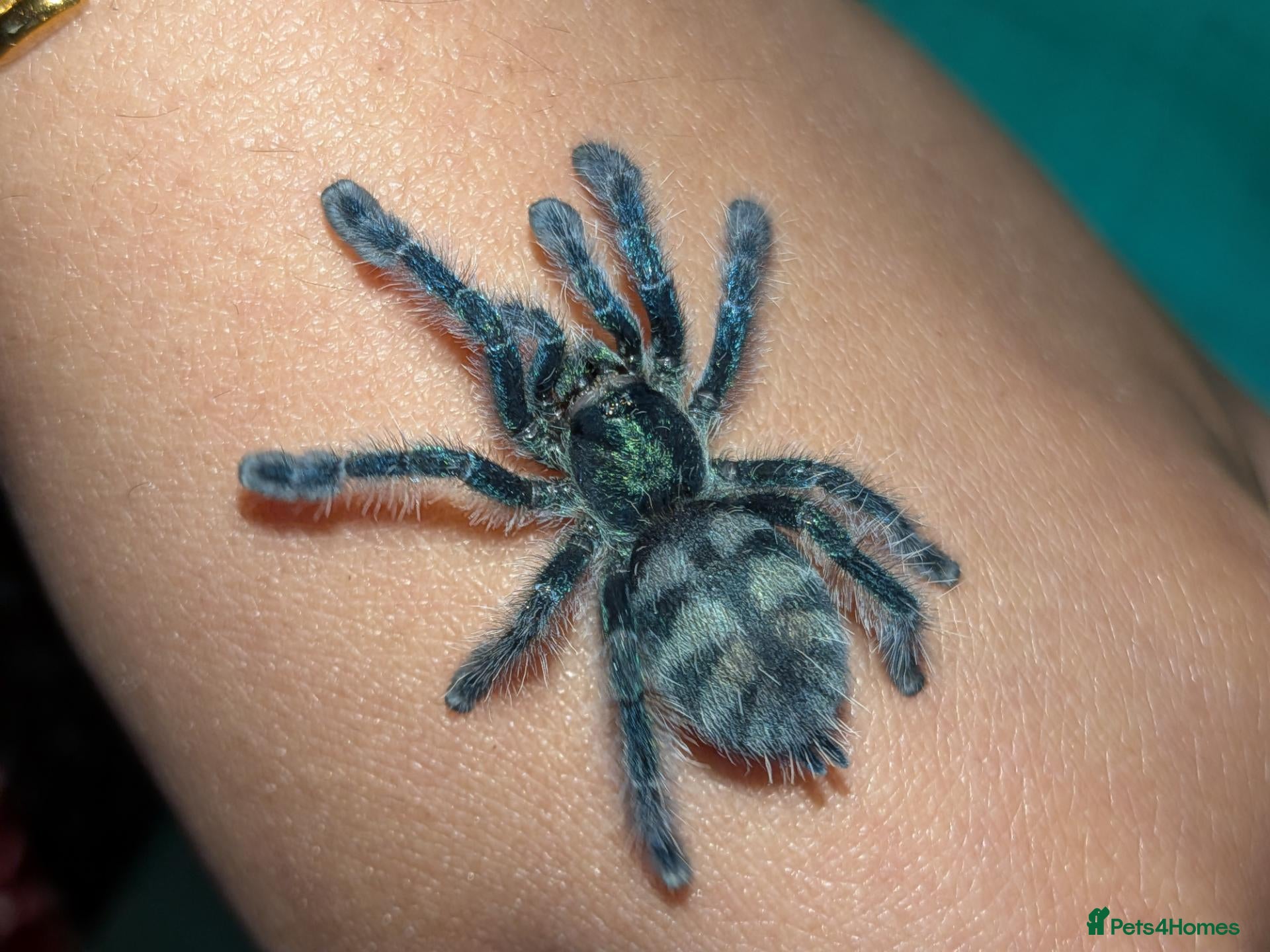 Tarantulas invertebrates Various Tarantulas (read description)  - Advert 1