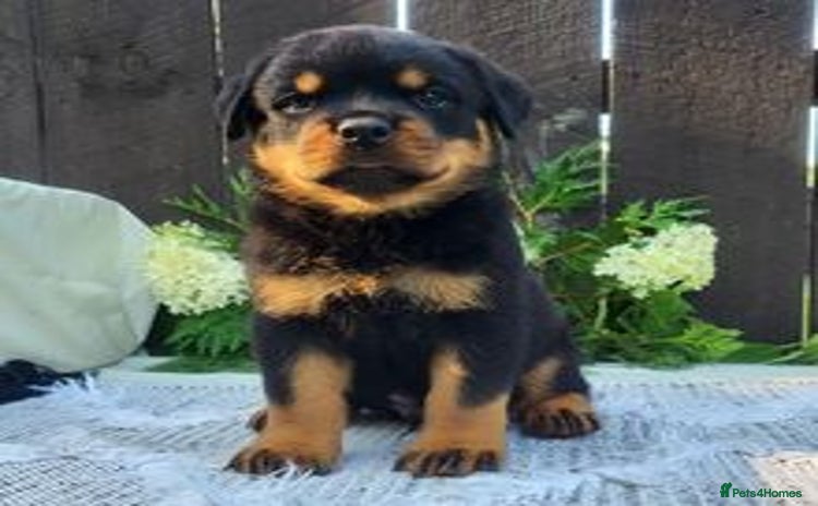 Rottweiler dogs - Advert 1