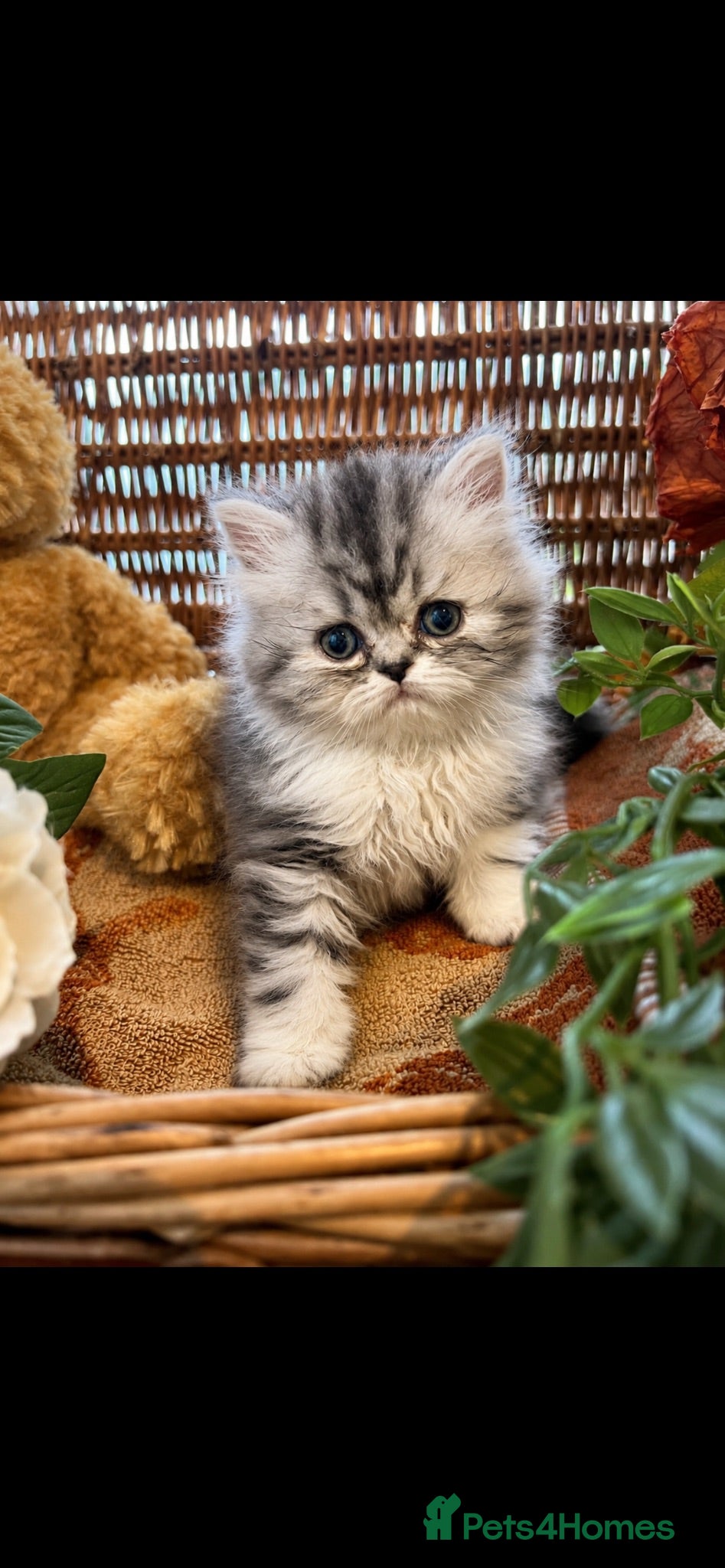 Persian cats Beautiful fluffy Persian kittens  - Advert 2
