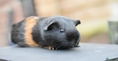Guinea Pig rodents in Wigan - Advert 13