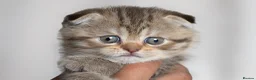 Scottish Fold cats for sale: Gucci – Female Scottish Fold Kitten 🩷 - Advert 4
