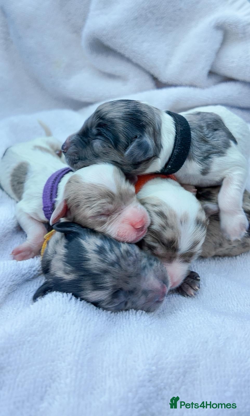 Mixed Breed dogs Australian Labradoodle. Labradoodle/Cockapoo - Advert 1