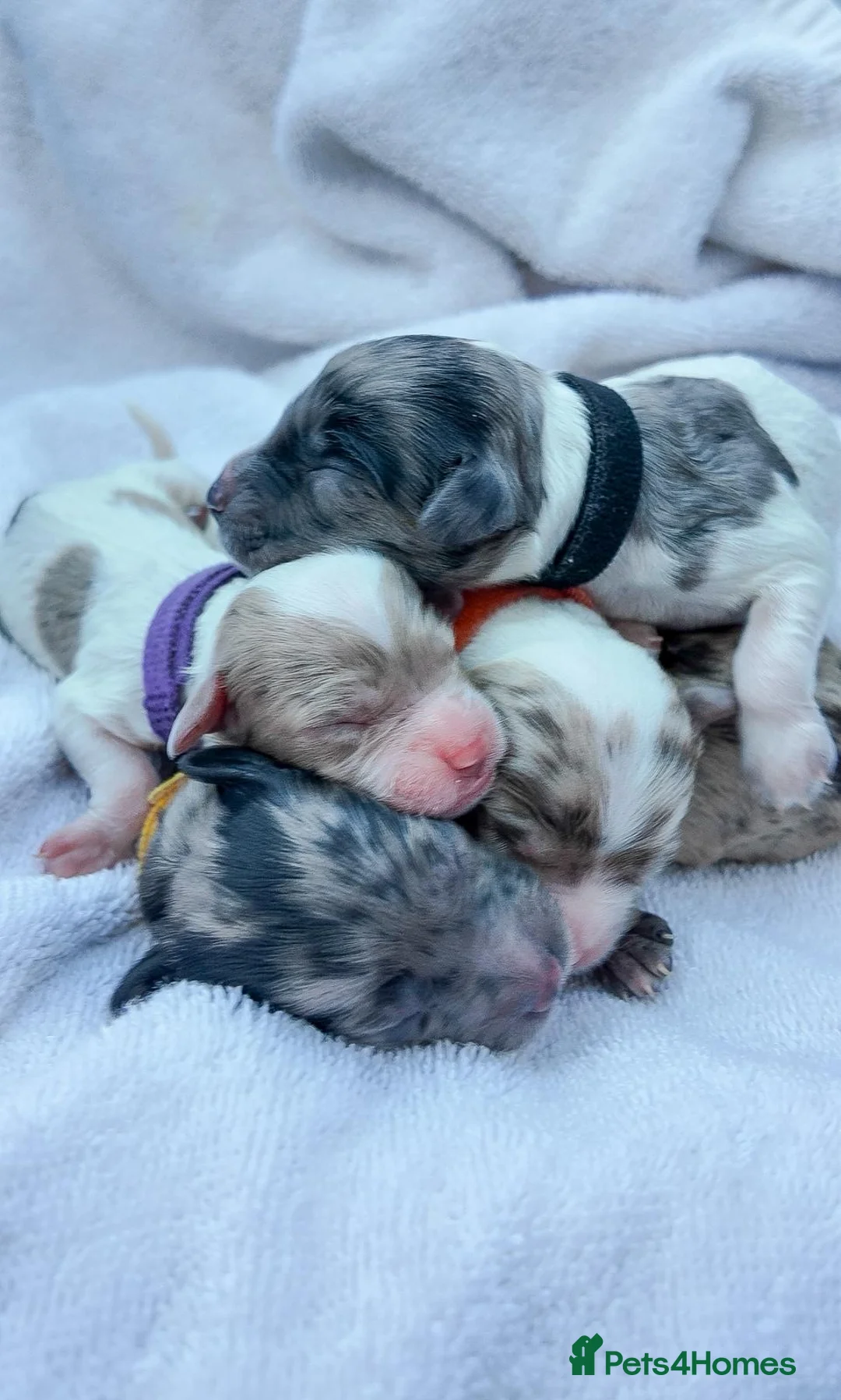 Mixed Breed dogs for sale: Australian Labradoodle. Labradoodle/Cockapoo - Advert 1