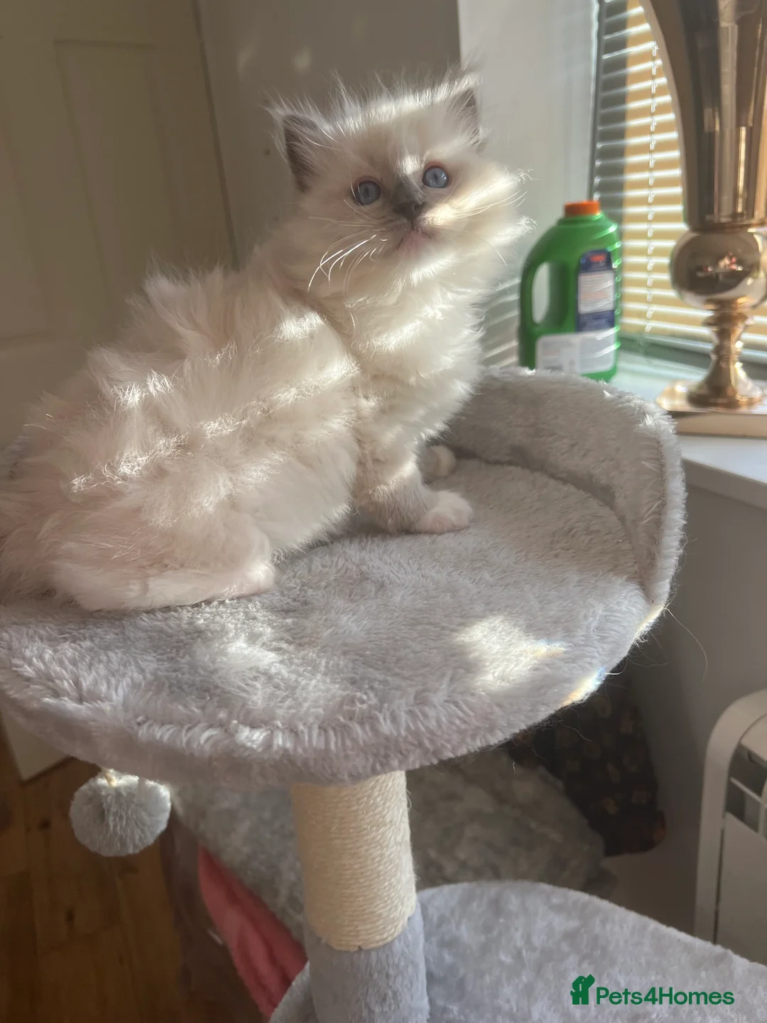 Ragdoll cats for sale: Reserved…Waiting list available - Advert 15
