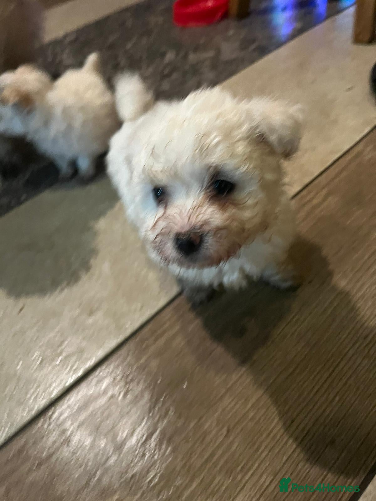 Bichon Frise dogs 4 Bichone Frise Maltese for sale - Advert 3