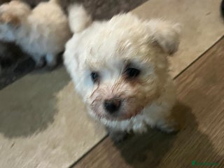 Bichon Frise dogs 4 Bichone Frise Maltese for sale - Advert 7