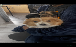 Pomapoo dogs for sale: Beautiful Pomapoo boys - Image 12