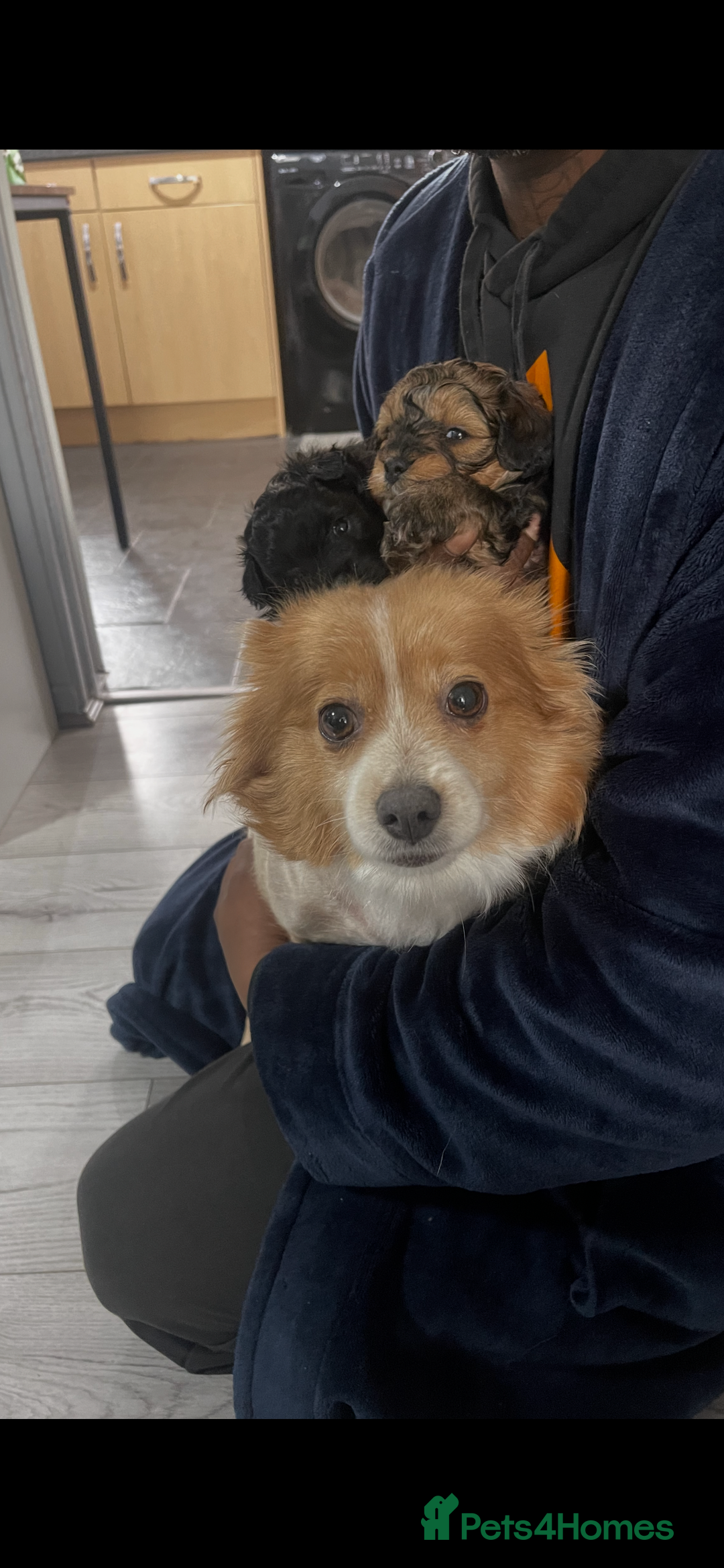 Pomapoo dogs for sale: Beautiful Pomapoo boys - Image 12