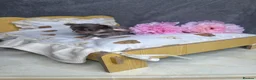 Chihuahua dogs for sale: Beautiful Lilac tri Chihuahua puppies KC  - Advert 7
