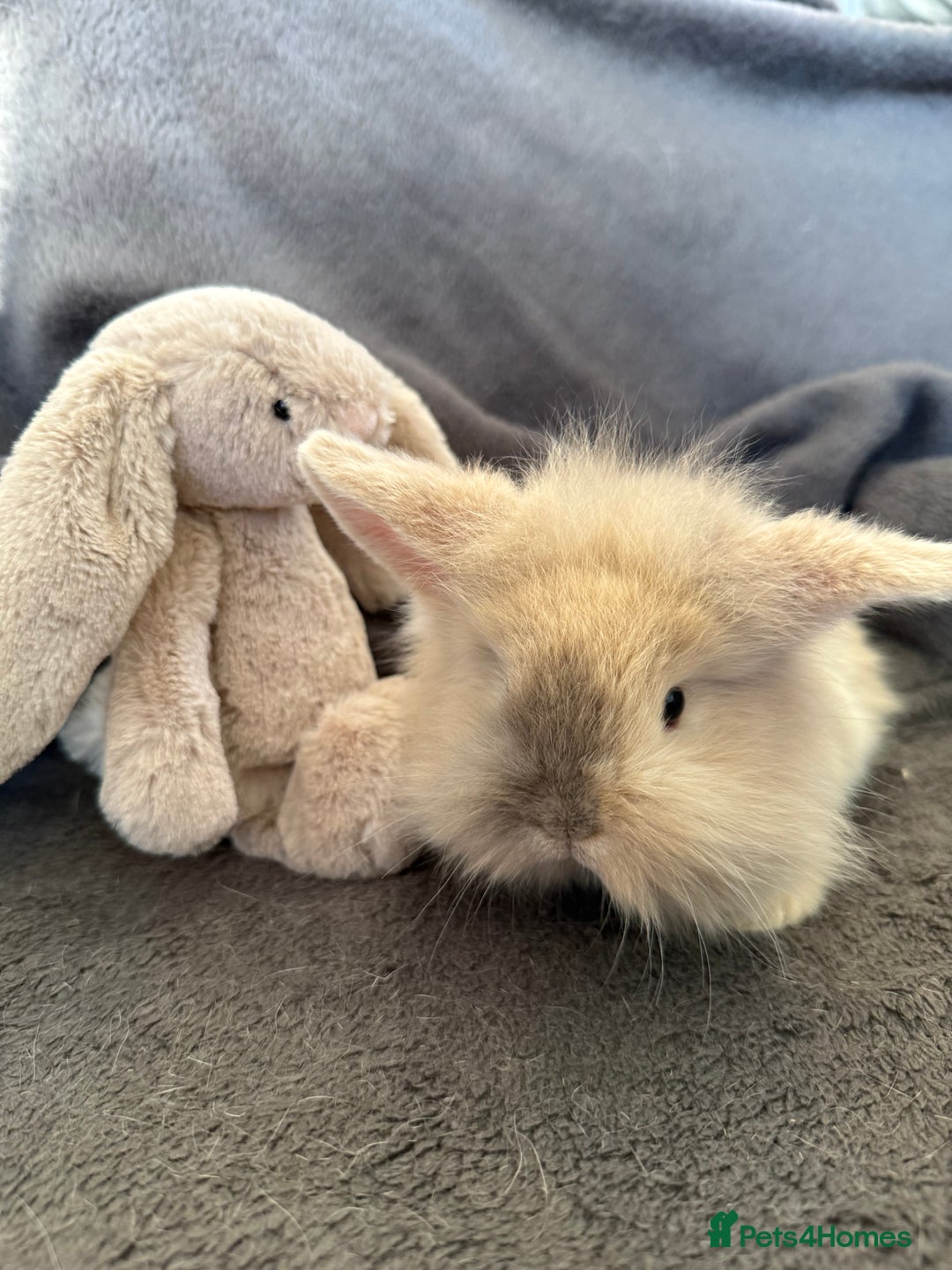 Mixed Breed rabbits for sale: Beautiful friendly baby bunnies ready in 4 weeks  - Advert 27