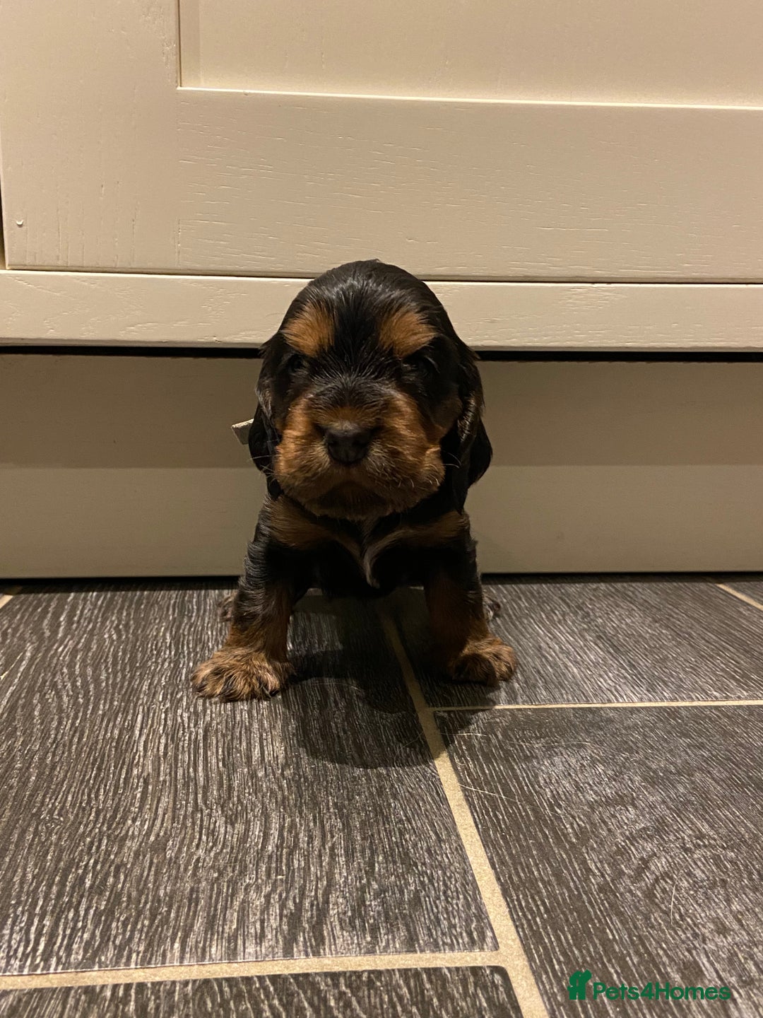 Cocker Spaniel dogs for sale: KC RIZI-BIZI show type European show champ lines - Image 19