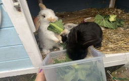 Mini Lop rabbits for sale: Mini lop rabbits. - Image 4