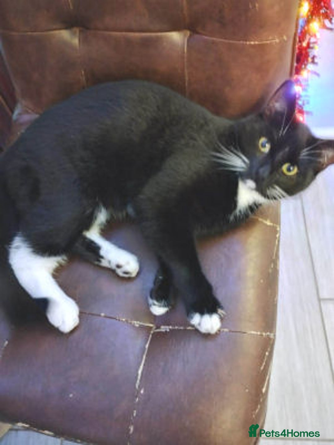 Mixed Breed cats for adoption: Bon bon - Advert 1