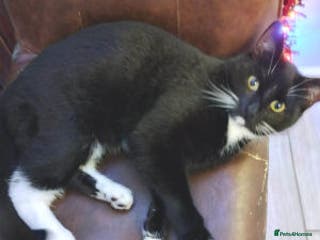 Mixed Breed cats Bon bon is reserved - Advert 1