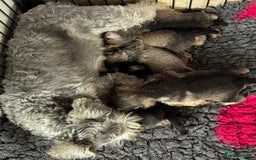 Miniature Schnauzer dogs for sale: Miniature schnauzers pups - Image 7