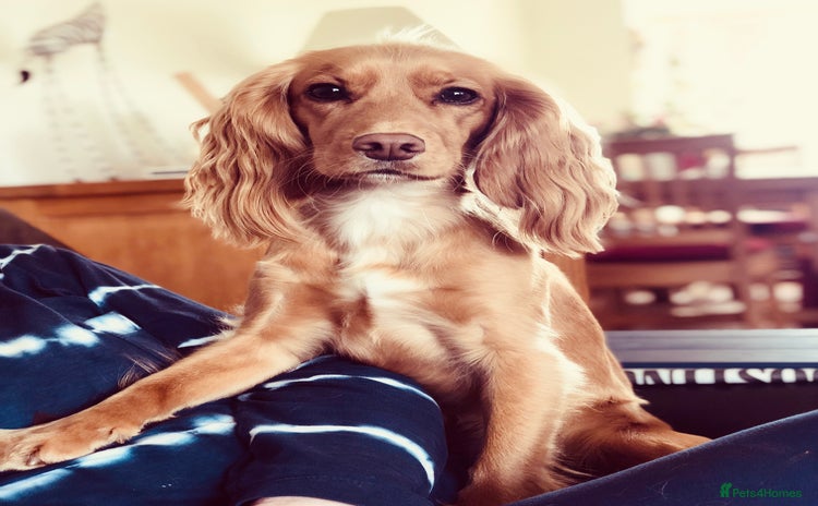 Cocker Spaniel dogs - Advert 10