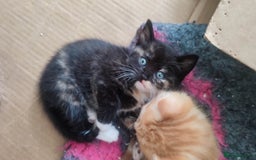 British Shorthair cats for sale: Adorable kittens  in Great Missenden - Image 4