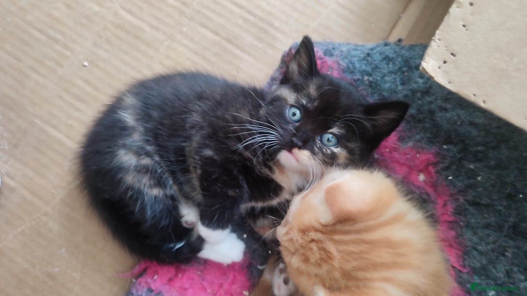 British Shorthair cats for sale: Adorable kittens  in Great Missenden - Image 4