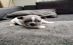 French Bulldog dogs for sale: French bulldog puppies 2 boys 1 girl left in Chatham - Image 17