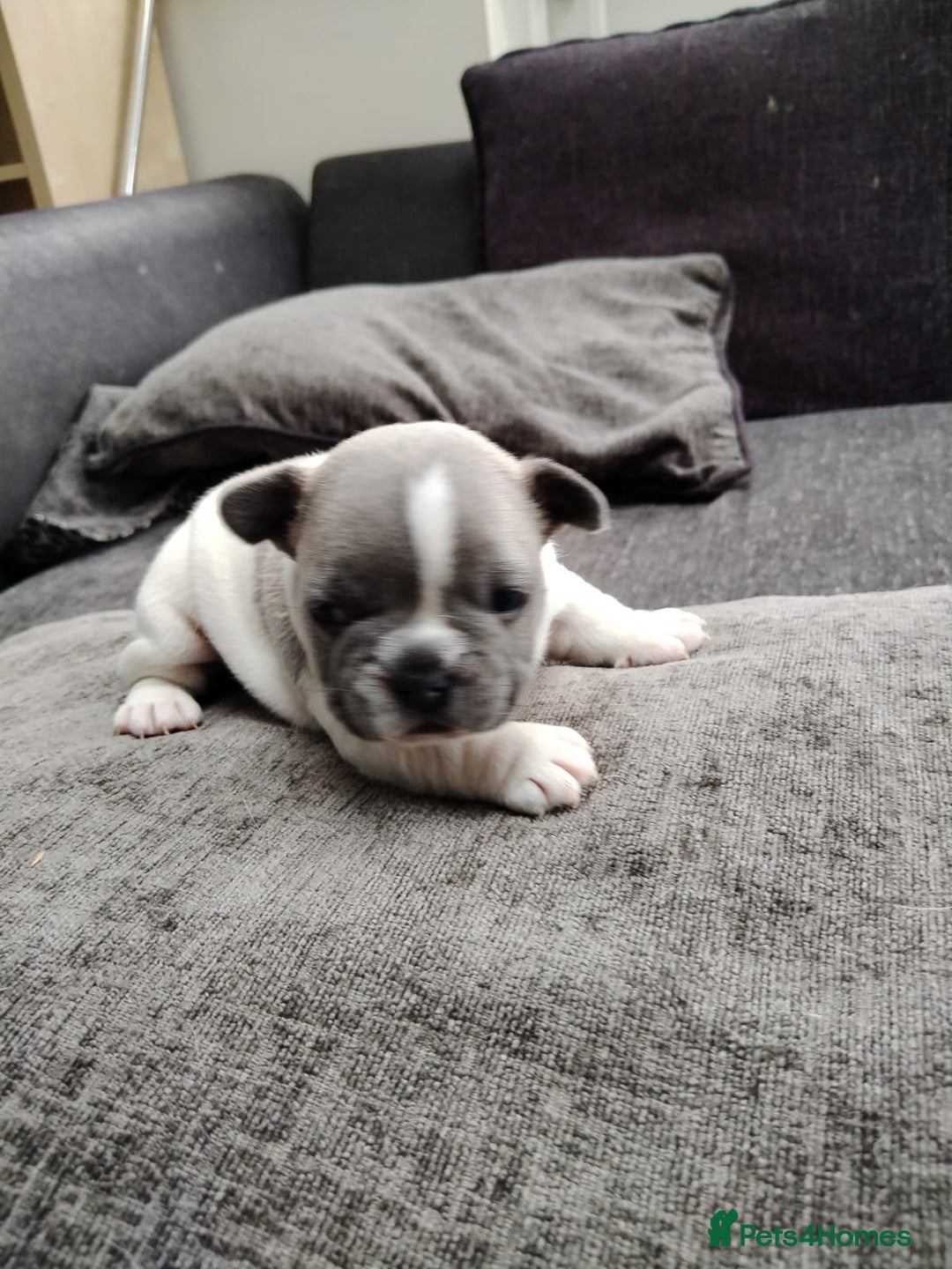 French Bulldog dogs for sale: French bulldog puppies 2 boys 1 girl left in Chatham - Image 17