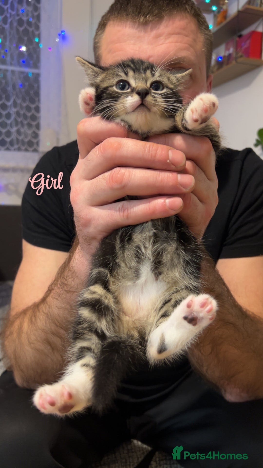 Norwegian Forest Cat cats for sale: ‼️Two stunning girls left‼️ - Advert 2