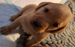 Labrador Retriever dogs for sale: ***LAST 2 BLACK & FOX RED BOYS*** - Image 10
