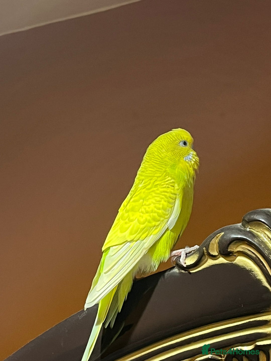 Budgerigars birds for sale: Yellow budgie for sale  - Advert 3