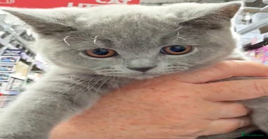 British Shorthair cats - Advert 6