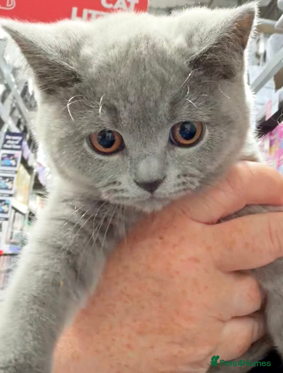 British Shorthair cats for sale: Adorable GCCF British Shorthair Kittens  - Image 3