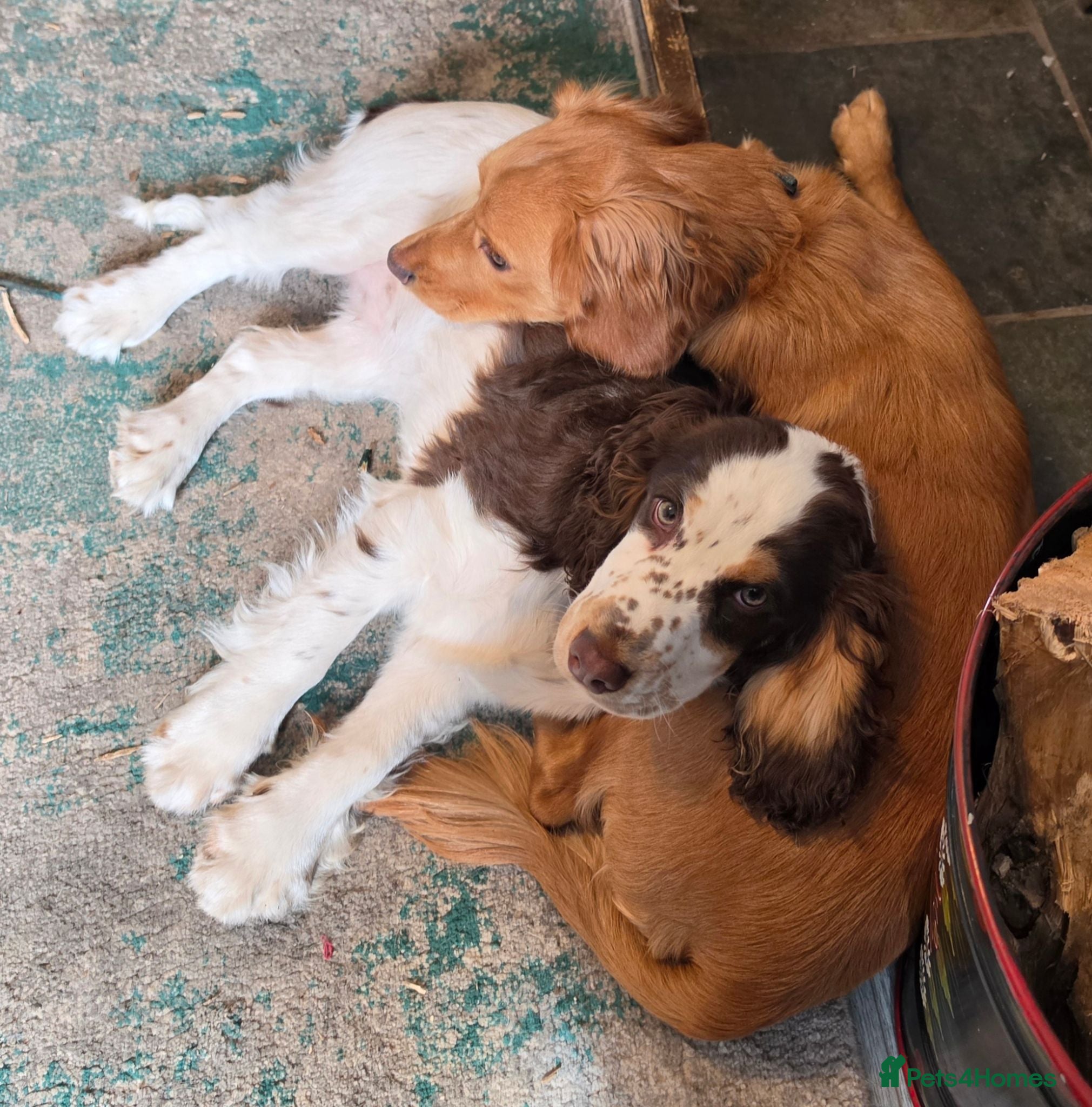 Cocker Spaniel dogs Cocker Spaniel 1x male and 1 x female - Advert 1
