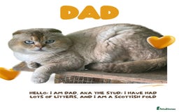 British Shorthair cats for sale: 🐾 Stunning BSH X Scottish Fold Kittens 🐾 - Image 7
