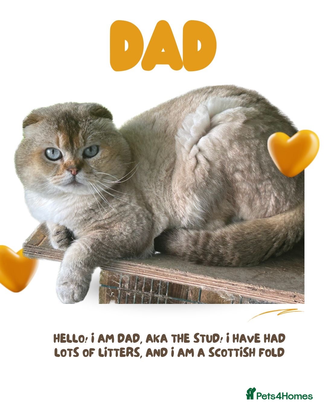British Shorthair cats for sale: 🐾 Stunning BSH X Scottish Fold Kittens 🐾 - Image 7