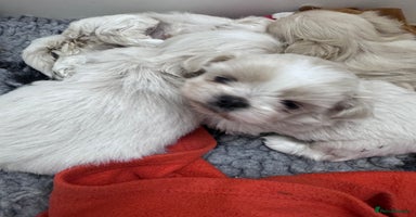 Shih Tzu dogs - Advert 5