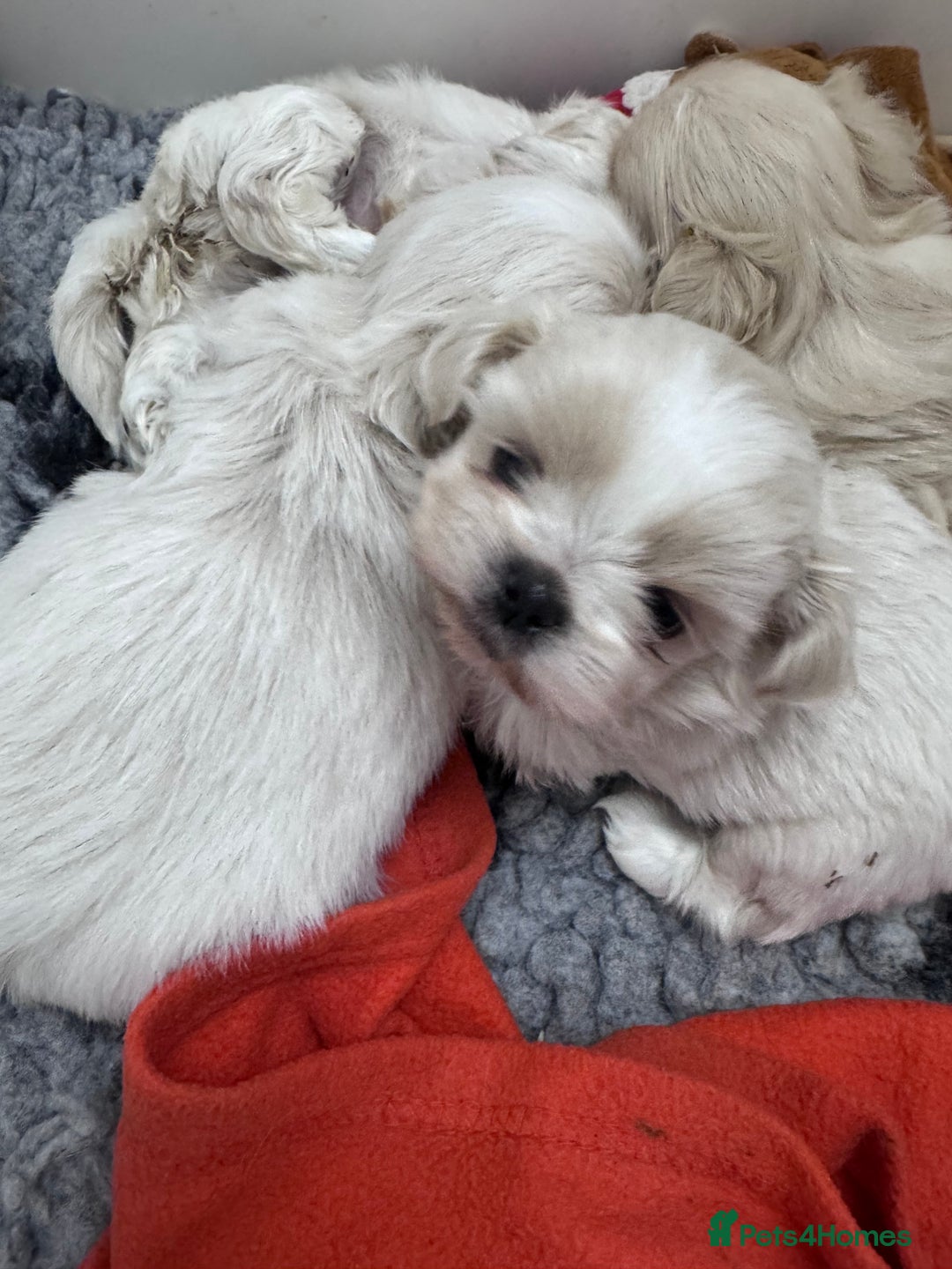 Shih Tzu dogs for sale: Creams shihtzus 5* puppies  - Image 3